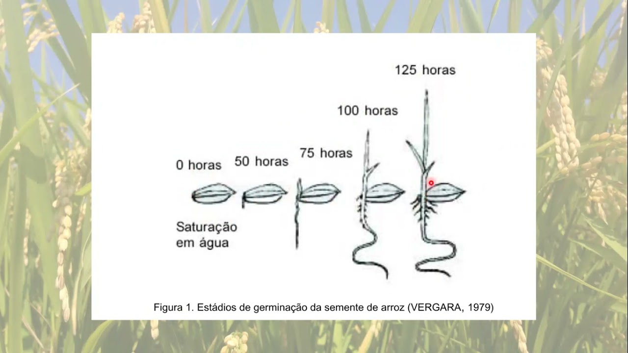VÍDEO AULA ECOFISIOLOGIA ARROZ