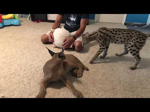 Caracal & Serval Playing