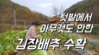 텃밭농사. 김장배추 수확하기. 추비, 농약 안한 배추의 최후는?