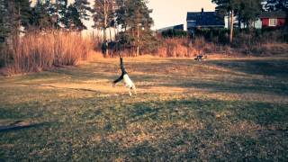 White Willow - A Rumour of Twilight