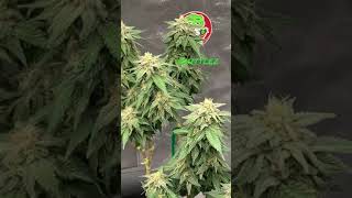 Zkittlez and Zkittlez x Afghani