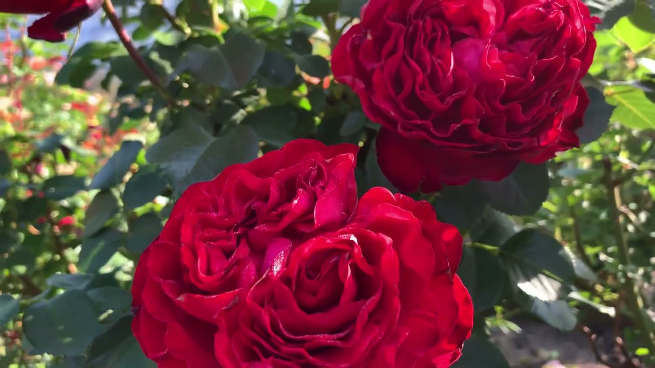 Роза Травиата/Rosa Traviata