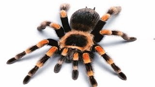 Natural Ways To Get Rid Of Spiders Without Using Pesticide
