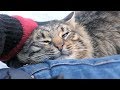 Cat Meow And After Food Wants To Cuddle