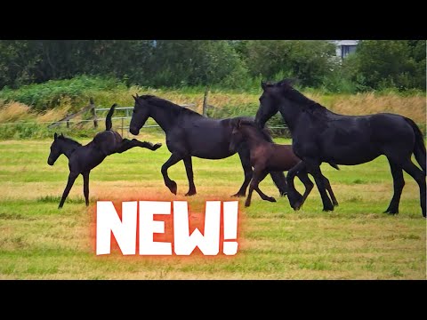 New for the Horses and foals!! A Beautiful Pasture. They’re All So Happy With It! | Friesian Horses