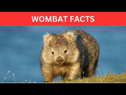 10 Most Amazing Facts About Wombats | Quick Wombat Facts