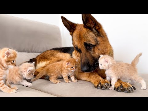 German Shepard Befriends Kittens