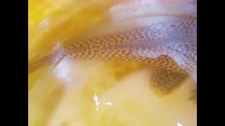 El pez limpia piscina pescado en camu en la vega