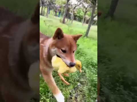 Tall dog befriends  ducklings and hedgegog . A beautiful moment #610 - #shorts
