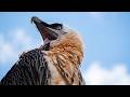 Save The Bearded Vulture