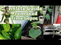 Growing Cucumbers from Seed Time Lapse | Containers Gardening