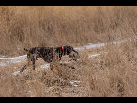 Pheasant & Chukar Hunting with German Shorthaired Pointer - Whispering Wings Wisconsin