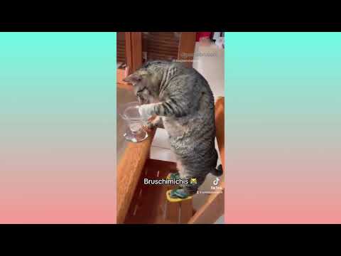 LO MEJOR DE LOS BRUSCHIMICHIS 6   PABLO BRUSCHI