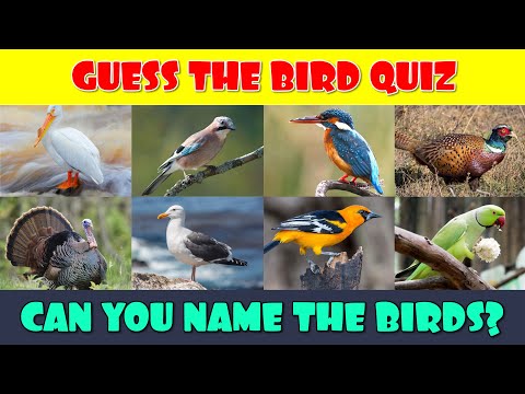 Guess the Bird Quiz | Bird Family Quiz
