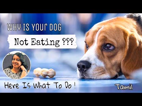 🥗 Dog Not Eating ? Here Is Why & What To Do || Tamil || Pavi's Pawdcast 🐾