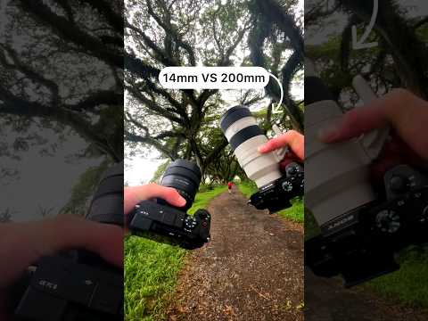 14mm Vs 200mm, which do you prefer? De Djawatan Forest, East Java 📍 #sonyalpha