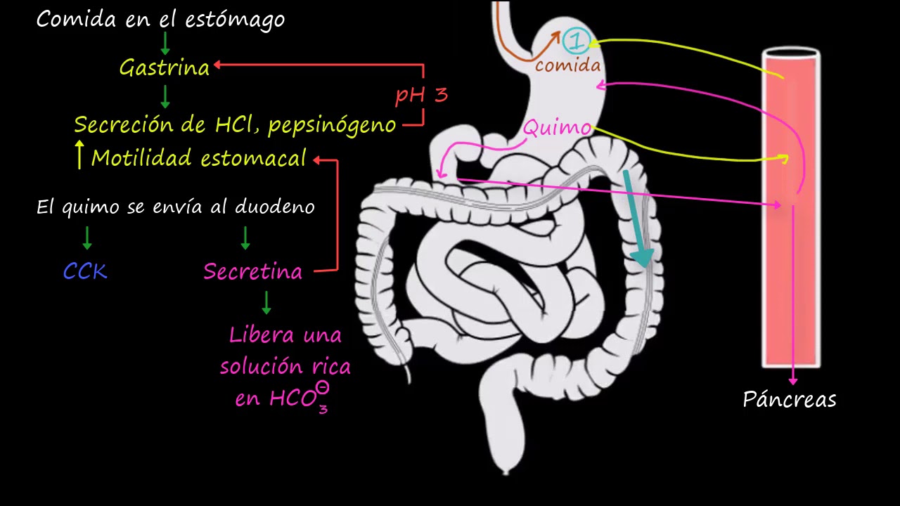 Control del tracto gastrointestinal | Fisiología del sistema gastrointestinal