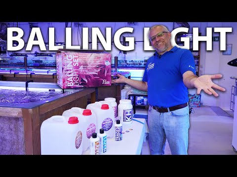 Our BALLING LIGHT SET - Fauna Marin