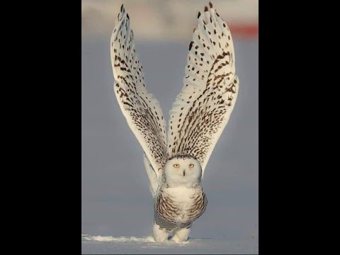 ÖMER AKDAŞ PRESENTE  REZarin feat  Joey Busse   Take Care Of You