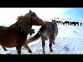 Wild Horse Mating Scene At Mongolian Grassland Winter