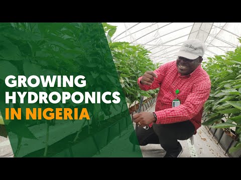 Growing Hydroponics Bell Peppers, Indeterminate Tomatoes, Kale, and Iceberg lettuce in Nigeria