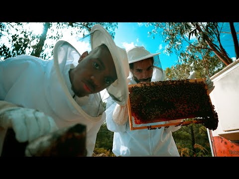 Harold, Lunn & L-ALI - Raiz