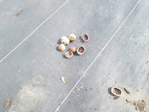 ヘーゼルナッツブッシュ、一般的なヘーゼルナッツ 植物