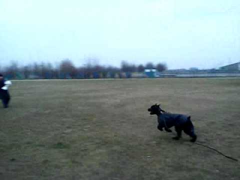 Nev Lemar Lavr. Long attack.