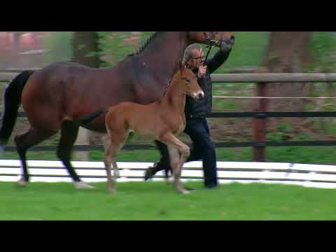 Hake, Feinrich-Florestan I-Gambler´s Cup