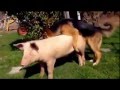 Dog Mating Black Pig And White Pig
