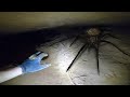 a SPIDER found them in cave...