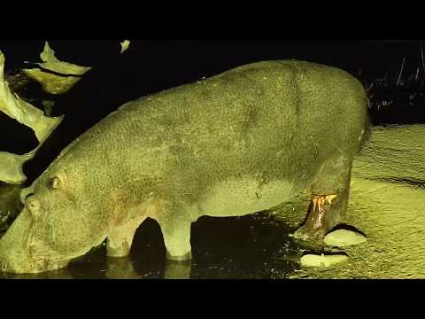 Djuma: Hippo with injured leg returns - 20:20 - 07/11/19