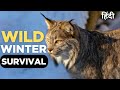 Wild Winter Survival E3 Wildlife Documentary In Hindi Animal Planet In Hindi Discovery