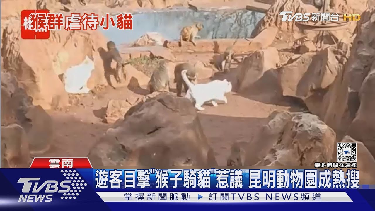 派貓捉老鼠! 昆明動物園讓「猴貓同處」卻惹爭議