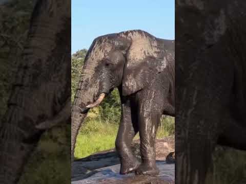 Graceful Giants: The Serene Lives of Elephants