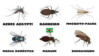 Cada Inseto Perigoso do Brasil Explicado em 6 Minutos