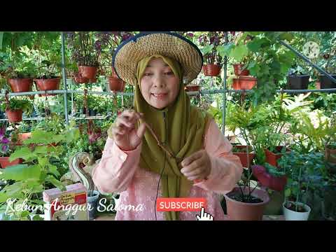 , title : 'Cara Semaian Keratan Anggur / How to propagate Grape Cutting'