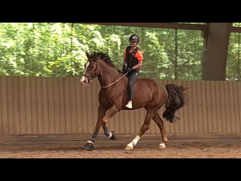 Malu (13) und Zappa - Halsring ohne Sattel am 13.05.2022