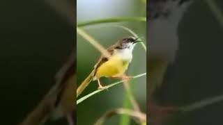 Download lagu ciblek dakun gacor mp3 Download lagu ciblek dakun gacor mp3