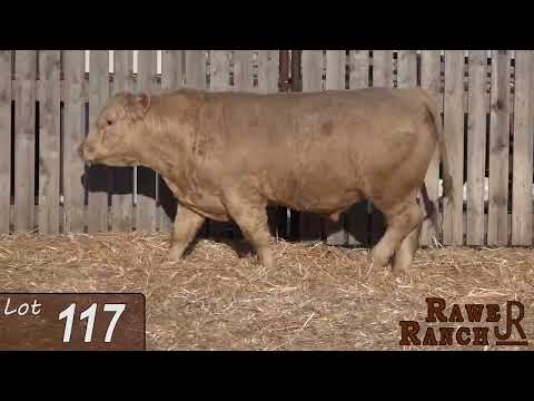 Lot 117 RAWES SIR DUKE 117J