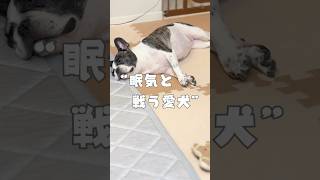 眠気と戦う愛犬