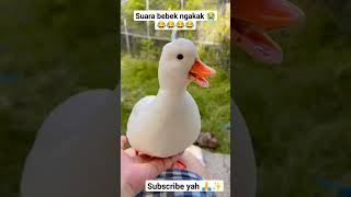 Download lagu SUARA BEBEK NGAKAK #bebek #bebekindonesia #bebeklucu mp3 Download lagu SUARA BEBEK NGAKAK #bebek #bebekindonesia #bebeklucu mp3