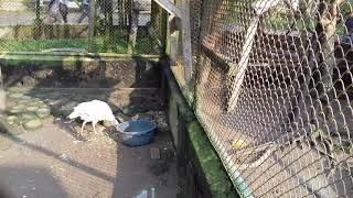 Download lagu Ayam unggas. mp3