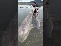 Monster river sturgeon caught and released on the Fraser River 😳😳 #sturgeon #fishing #videos
