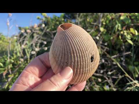 Hanging a Shell on a Prayer Tree for You