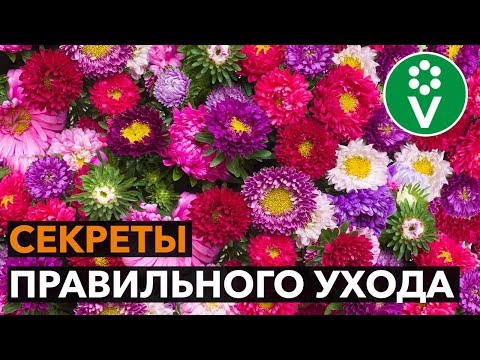 Такой посев спасет АСТРУ ОТ БОЛЕЗНЕЙ!