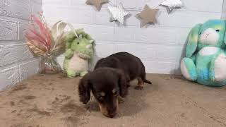 ミニチュアダックスの動画01