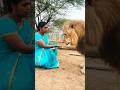 Lion Attacks Woman While Eating Real Jungle Footage Viralvideo Animals