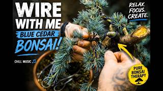 Satisfying Bonsai Wiring 🌲 Blue Cedar (Relaxing Music)