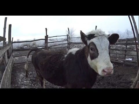 Коровы на прогулке // Реальная жизнь в деревне // Деревенские будни Влог №13